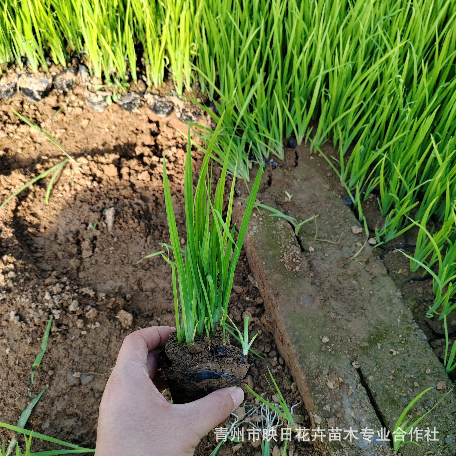 Aquatic Iris Potted Seedlings Yellow Flower Iris Yellow Calamus Bag Seedling Base Wholesale Shandong Large Quantity Discount Aquatic Plants