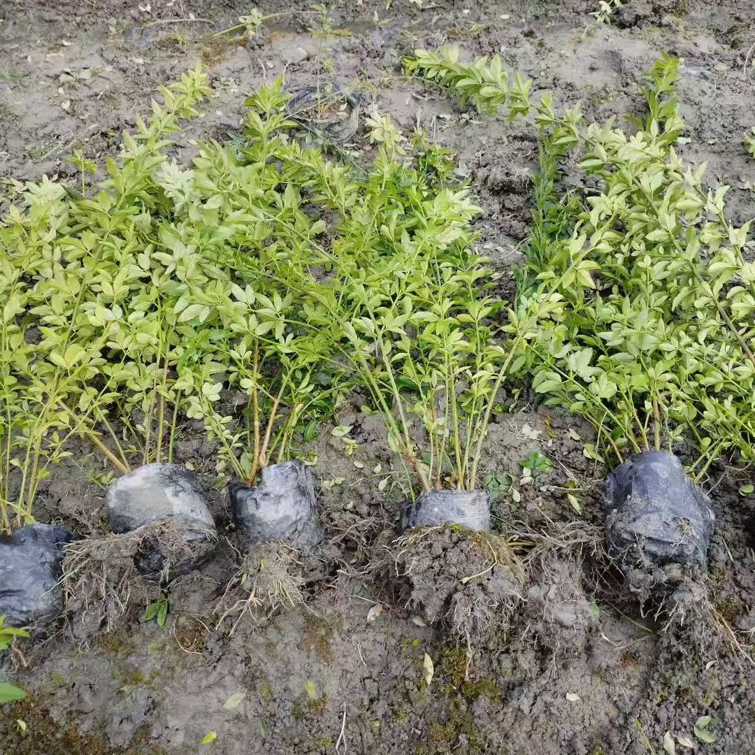 Spring Cup Seedlings Are 30-100cm cm Tall and Are Commonly Used Shrubs for Slope Stabilization, Garden Flowers, and Landscaping Plants