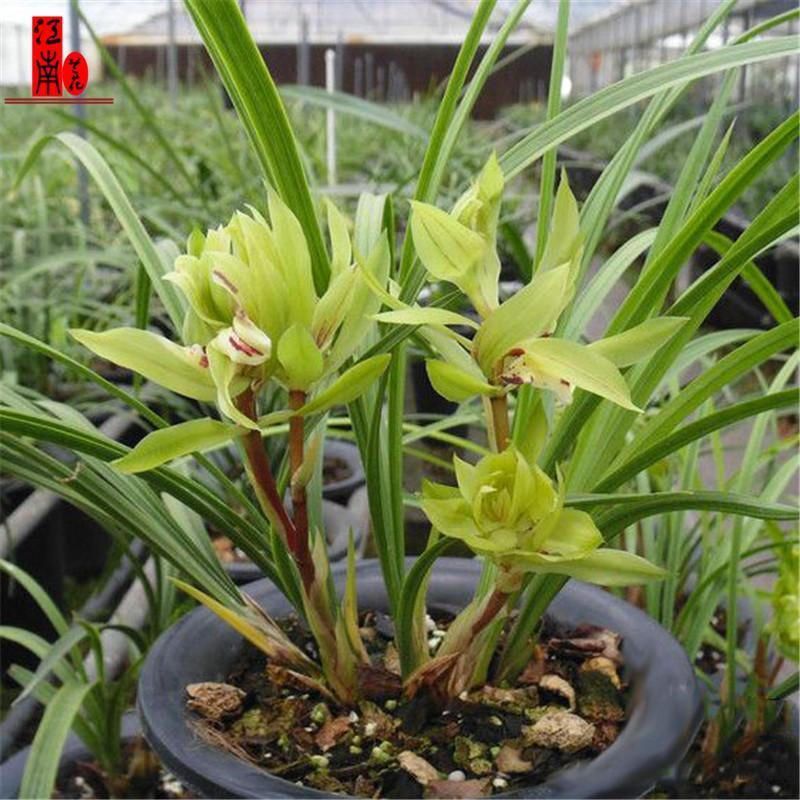 Price Processing Chunlan Datang Shengshi Is Easy to Grow and Has Strong Fragrance and Easy to Live Orchid Seedlings and Florals