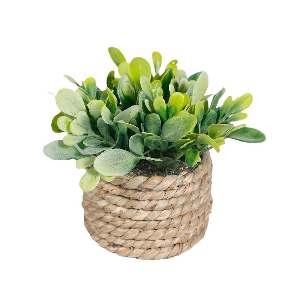 Small potted plant Amazon explosion simulation eucalyptus green plant decoration home plant simulation green plant eucalyptus potted plant