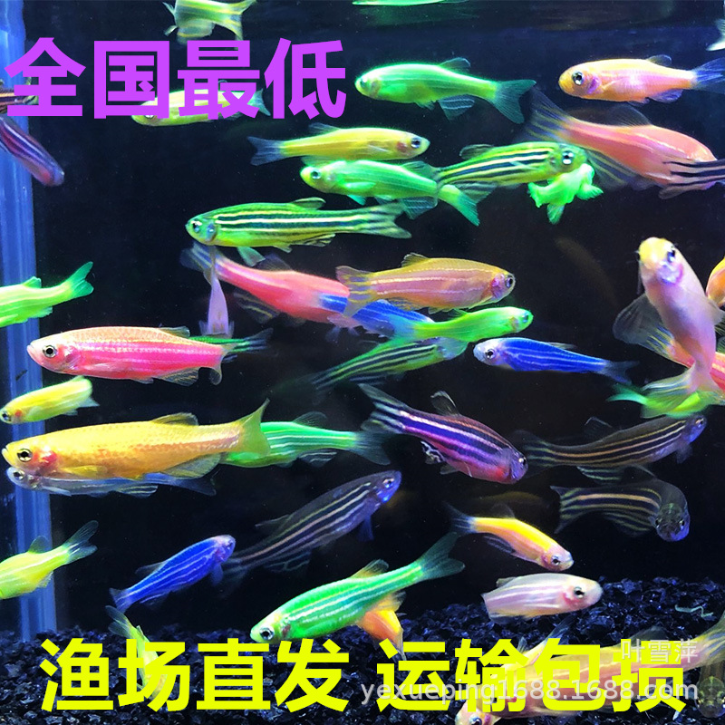 Long Tail Butterfly Wing Zebrafish Green Apple Blueberry Lemon Green Emerald Zebrafish Live Small Fish Tropical Ornamental Fish