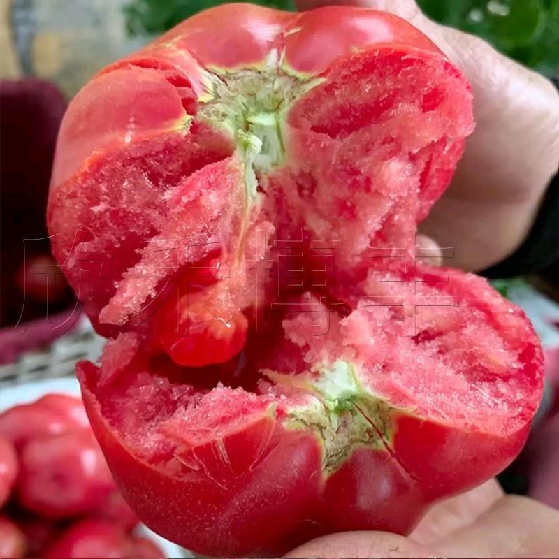 Tomato Seeds, Four-Season Potted Vegetable Seeds, Indoor Farm Provence Tomato Seeds, Rapeseed Seeds