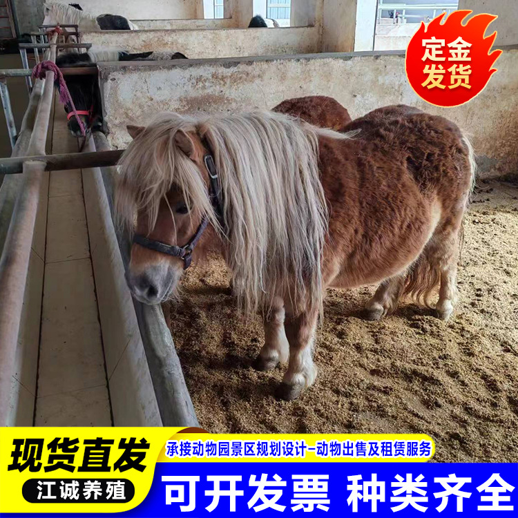 Breeding Manufacturers Sell Straight-Haired Dwarf Pet Horses, Living Kidsren's Small Riding Horses, Pony Living Dwarfs