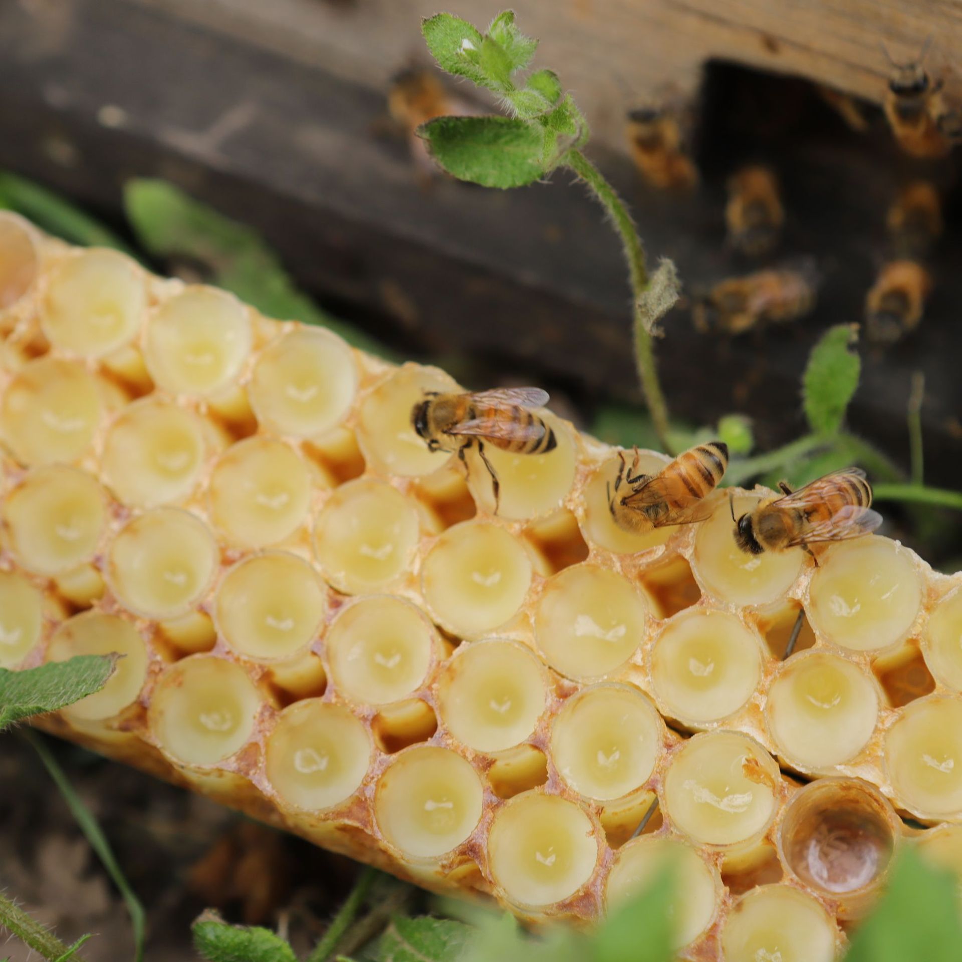 Fresh Royal Jelly Fresh Royal Jelly Spring Jelly 500g Royal Jelly Wholesale Agent