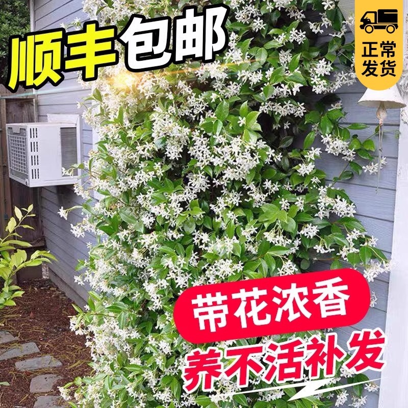 Горшечный большой саженец жасмина, хорошо подходит для кормления, холодостойкие, цветущие в четыре сезона, вьющиеся растения, слезы шелка, цветы, зеленые растения