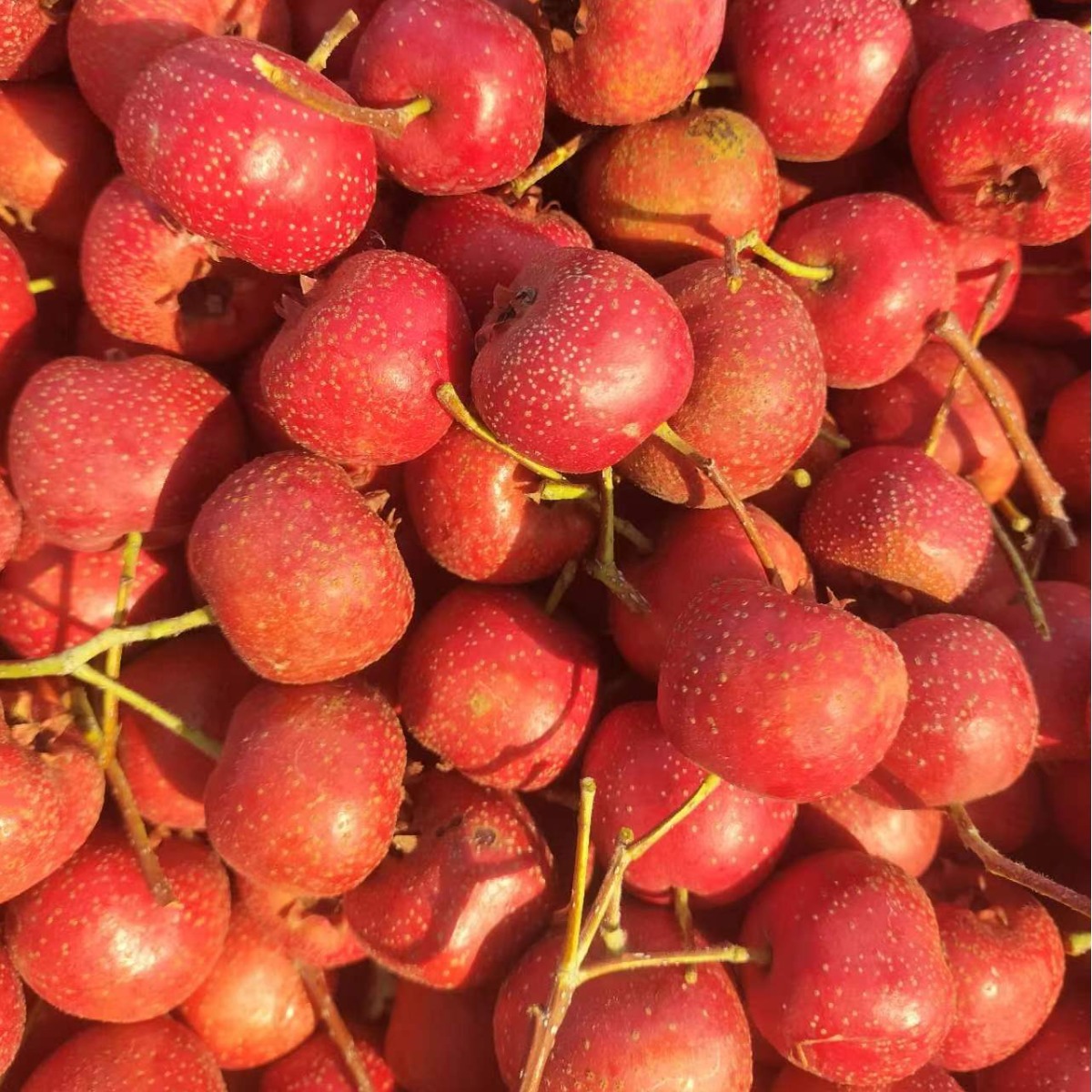 Big Five-Edge Hawthorn, Straight Hair from the Middle Fruit Origin, 35 to 45 Pieces Per Pound, Straight Hair from the Origin, Large Quantity Discount