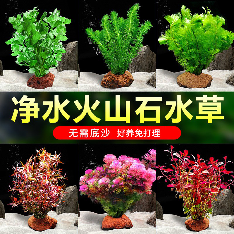 Вулканический камень для аквариумного озеленения, водная трава, пакет с настоящей травой