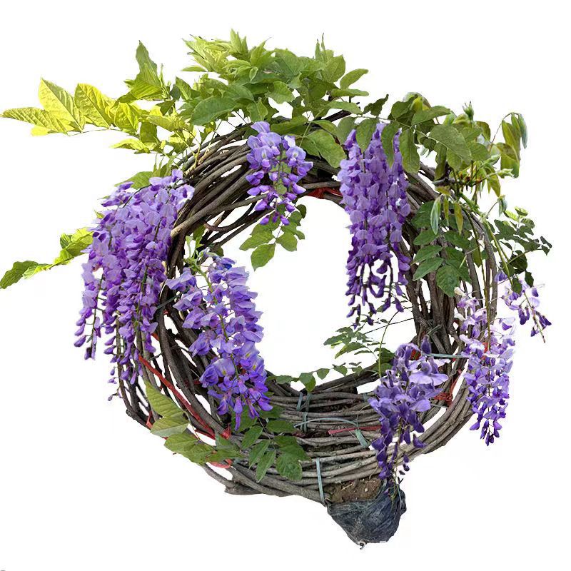 Wisteria Saplings, Climbing Vines, Courtyard Plants, Balcony Walls, Long Spikes, Multi-Flower Vines, Wisteria, Cold-Resistant Four-Season Florals