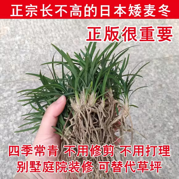 Саженцы японского карликового офиопогона японикус, карликовая трава дракона с почвой, растения для покрытия газонов, морозостойкие, вечнозеленые, не требуют обрезки