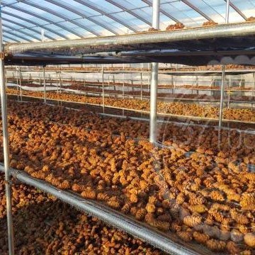 Daxinganling wild original flavor pine shell raw horsetail pine Tower Yansong Tower raw pine seeds small tower dried nuts mouse food snacks