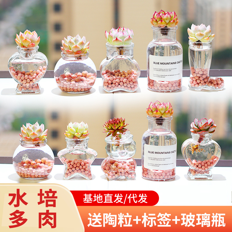 Гидропонные суккуленты, горшечные растения, настольные бонсай, домашний декор, офисные зеленые растения, легкие в уходе для новичков