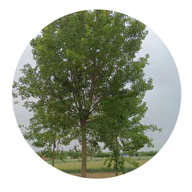 Wujiaomaple Project Greening Seedlings Landscape Trees Cluster Wujiaomaple Green Department Landscaping Project Arbor Spot