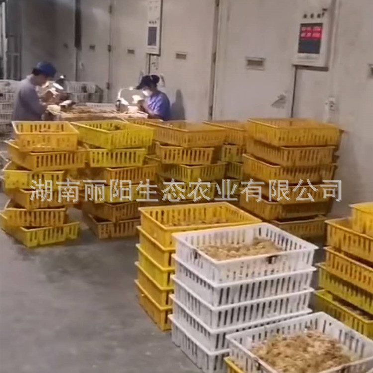 Sanhuang Chicken Seedlings Hatchery Wholesale Sanhuang Soil Two Chicken Seedlings and Black Chicken Seedlings Ma Yellow Soil Chicken Seedlings Green Shell Egg Chicken Seedlings