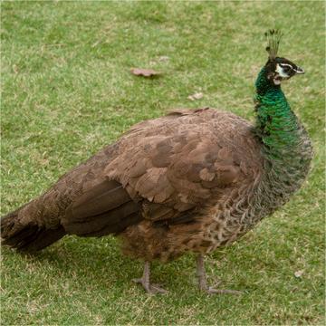 Large-Tailed Ornamental Peacock Live Wholesale Sale of Warm-Peacock Seedlings, Live Blue Peacock Breeding in Scenic Spots and Gardens