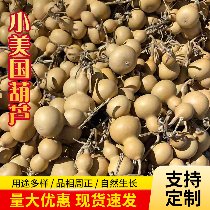 Маленькие американские тыквы для валюты (без трещин, без одного стебля) натуральная тыква龙头 (случайная доставка) 4-6 см