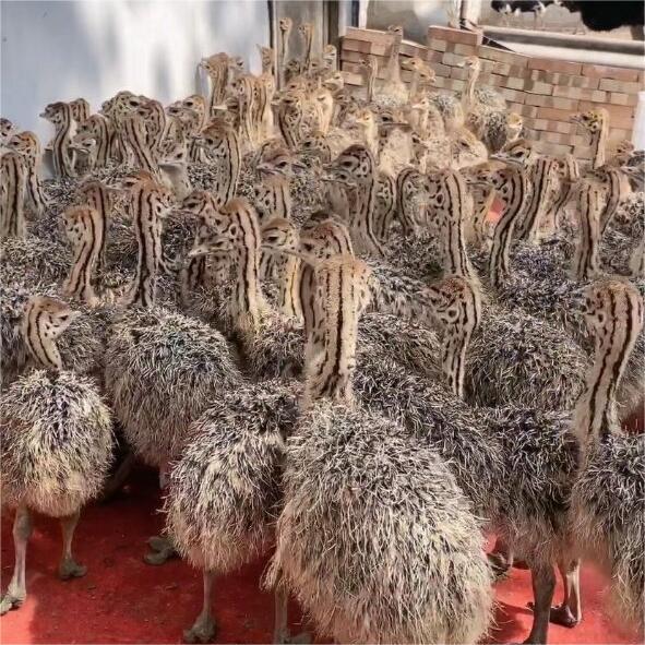Pair of Male and Female Ostrich Chicks, Live Chicks, Young Animals, African Ostriches, Adult Australian Emus, Live Prices