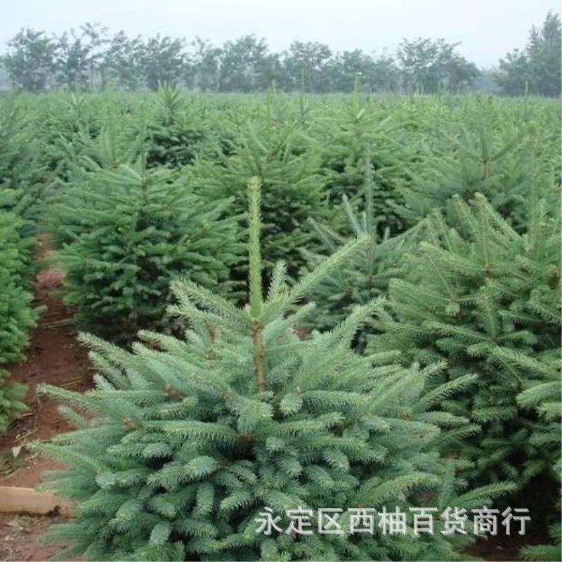 Blue Spruce Seeds, Black Spruce Greening Seedlings, Blue Spruce Saplings, Colorado Blue Spruce Seedlings, Courtyard Indoor Plants