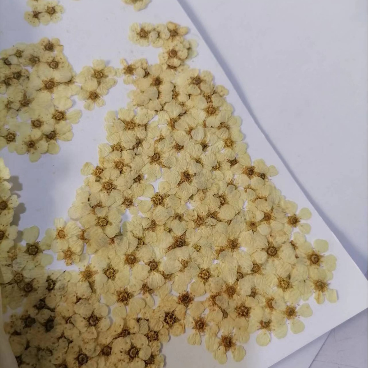 Pearl plum daffodils small plum blossom five-star flower five-petal flower nail art dried flower cross-border glue mobile phone shell beaded flower