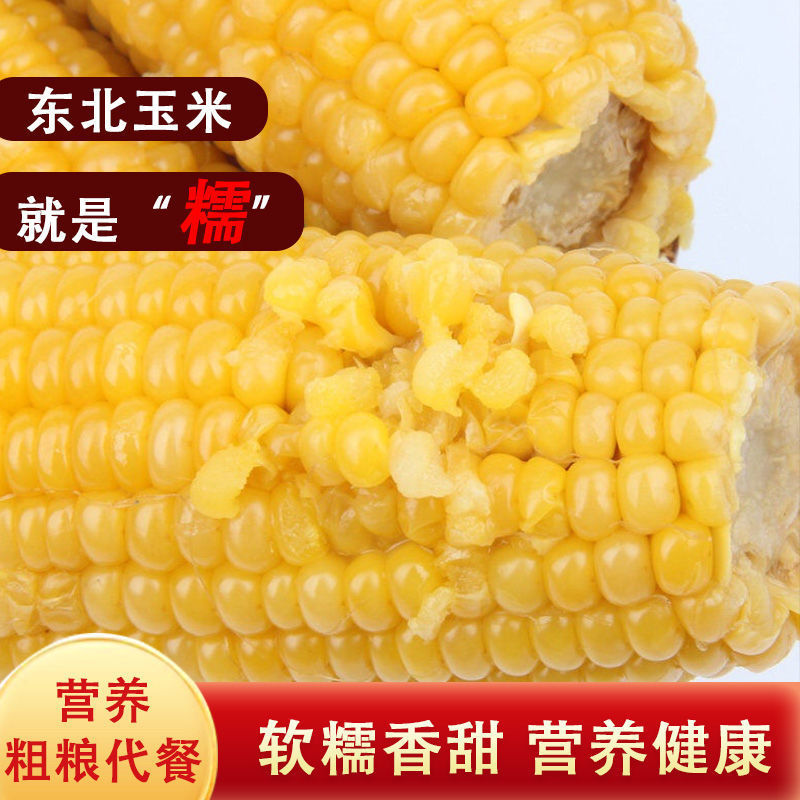 Northeast Yellow Waxy Corn Vacuum-Packed Sweet Corn Coarse Grain Meal Replacement Ready-To-Eat Sticky Cooked Corn Wholesale Fresh Corn