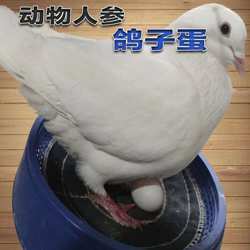 Fresh Free-Range Pigeon Eggs from Xiangzi Lan Gongshan Farm for Pregnant Women and Babies, Mixed Grain Feeding, 30 Pieces Wholesale