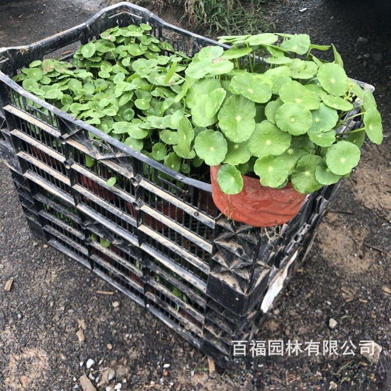 Nursery Wholesale Copper Money Grass Cup Seedlings Aquatic Plants Copper Money Grass Artificial Wetland Plants Balcony Home Potted Plants