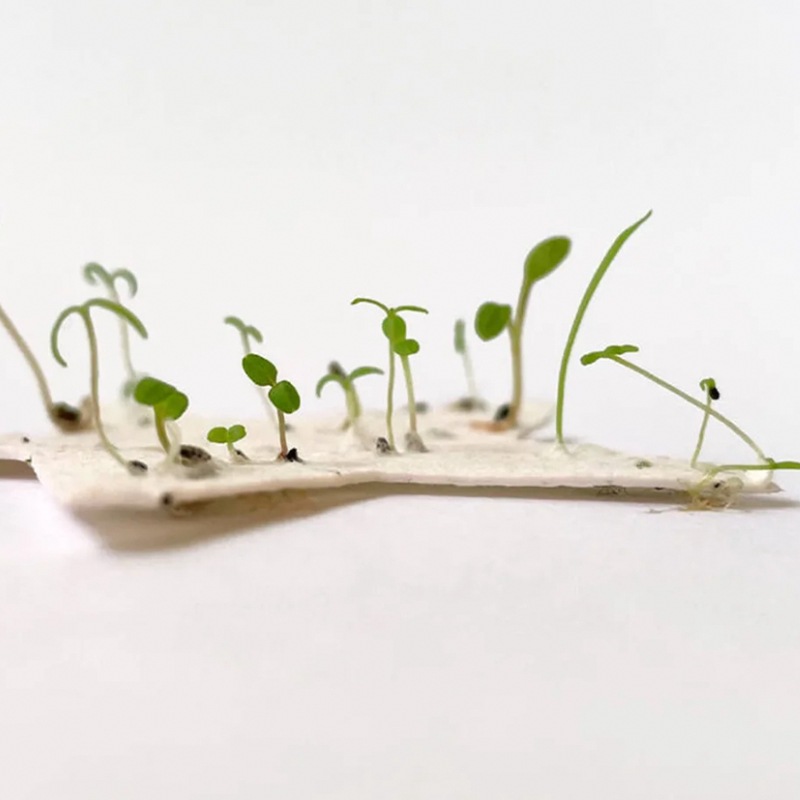 Seed Paper Germinable Seed Paper Custom Seed Card Seed Paper Badge Custom Seed Paper Tickets Postcard