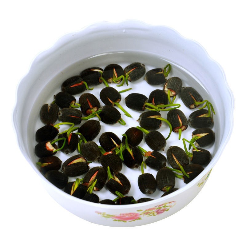 Vegetable Lotus Seeds, Lotus Seeds, Lotus Seeds, Open Hydroponic Seeds, Flower Potted Balcony Non-Bowl Lotus Seeds
