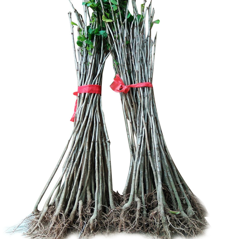 Courtyard Plants Lane Greening Seedlings Leaves Beautiful Garden Plants Trees Ginkgo Tree Seedlings Ginkgo Fruit Seedlings