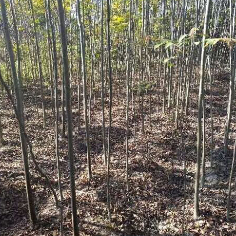 Оптовые саженцы Хуаншань Луан, голые саженцы для восстановления лесов, маленькие саженцы, саженцы для озеленения