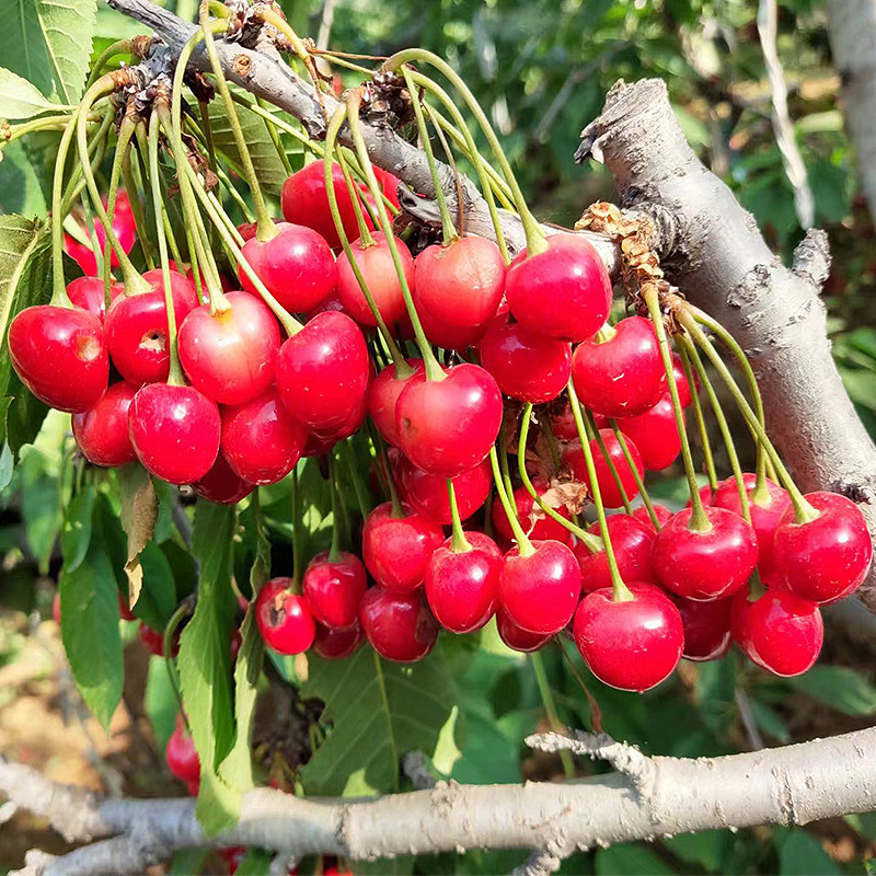 Cherry Seedlings, Cherry Tree Seedlings, Courtyard Ground Planting, Cherry Trees Planted in the North and South, Cherry Seedlings That Bear Fruit in the Same Year