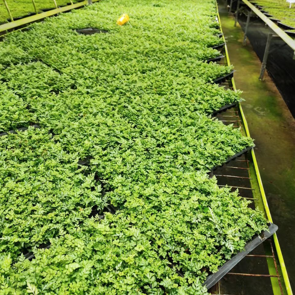 Source Manufacturer Supplies Indoor Green Plant Phoenix Tail Fern Xia Xue Silver Line Plug Seedling Base Flower Plant Seedlings Wholesale