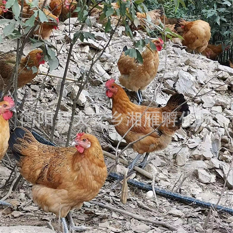 Dewar Jute Feather Green-Footed Chicken Seedlings Small Green-Footed Hemp Chicken Seedlings Iron-Footed Chicken Seedlings Green-Footed Native Chicken Seedlings Half-Large Chicken Seedlings