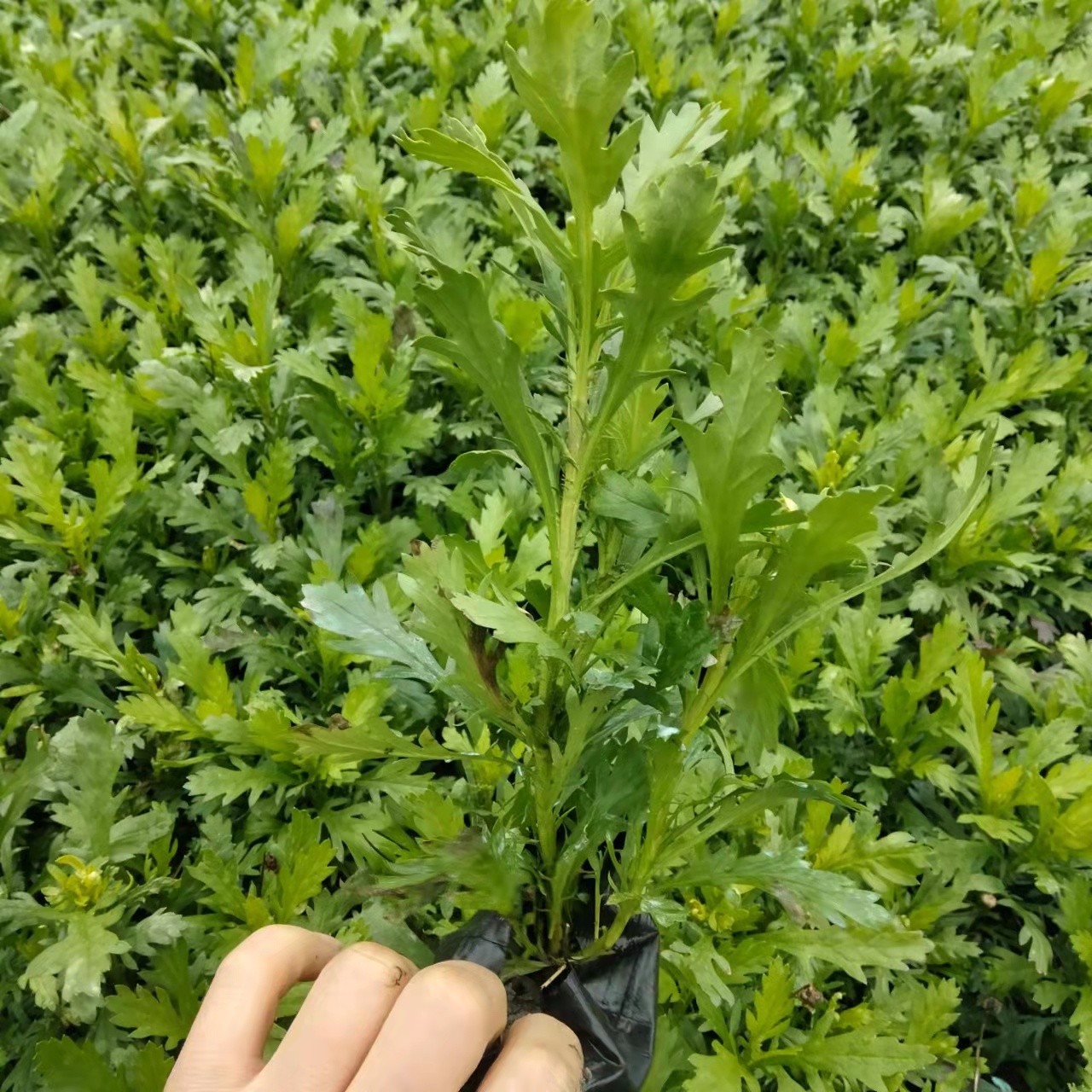 Wood Primula Seedlings Landscaping Ground Cover Wholesale