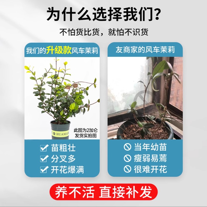 Windmill Jasmine Potted Big Seedling Good for Feeding Cold-resistant Four Seasons Flowering Garden Vine Weeping Silk Climbing Vine Plants Flowers Green Plants