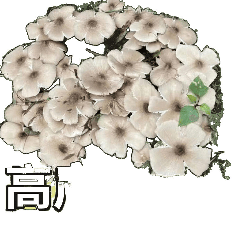 Yunnan Tricholoma Mushroom Strains for Home Cultivation in All Seasons, Tricholoma Strains for Home Cultivation, Edible Mushroom Strains, Free Shipping for One Piece