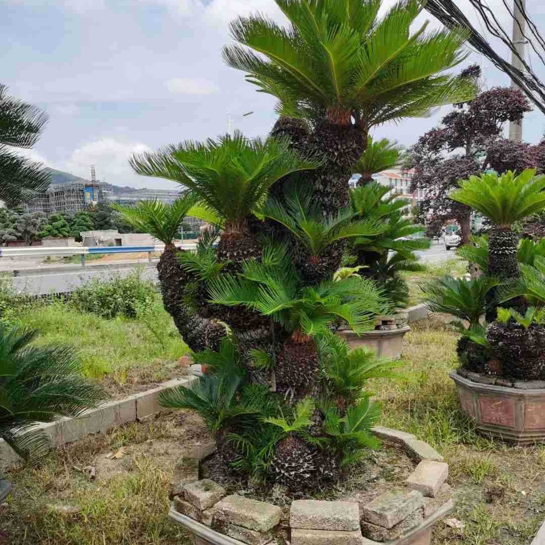Fujian Shaped Iron Tree Bonsai, Iron Tree Wholesale Price, Multi-Headed Iron Tree Bonsai, Large Iron Tree Base