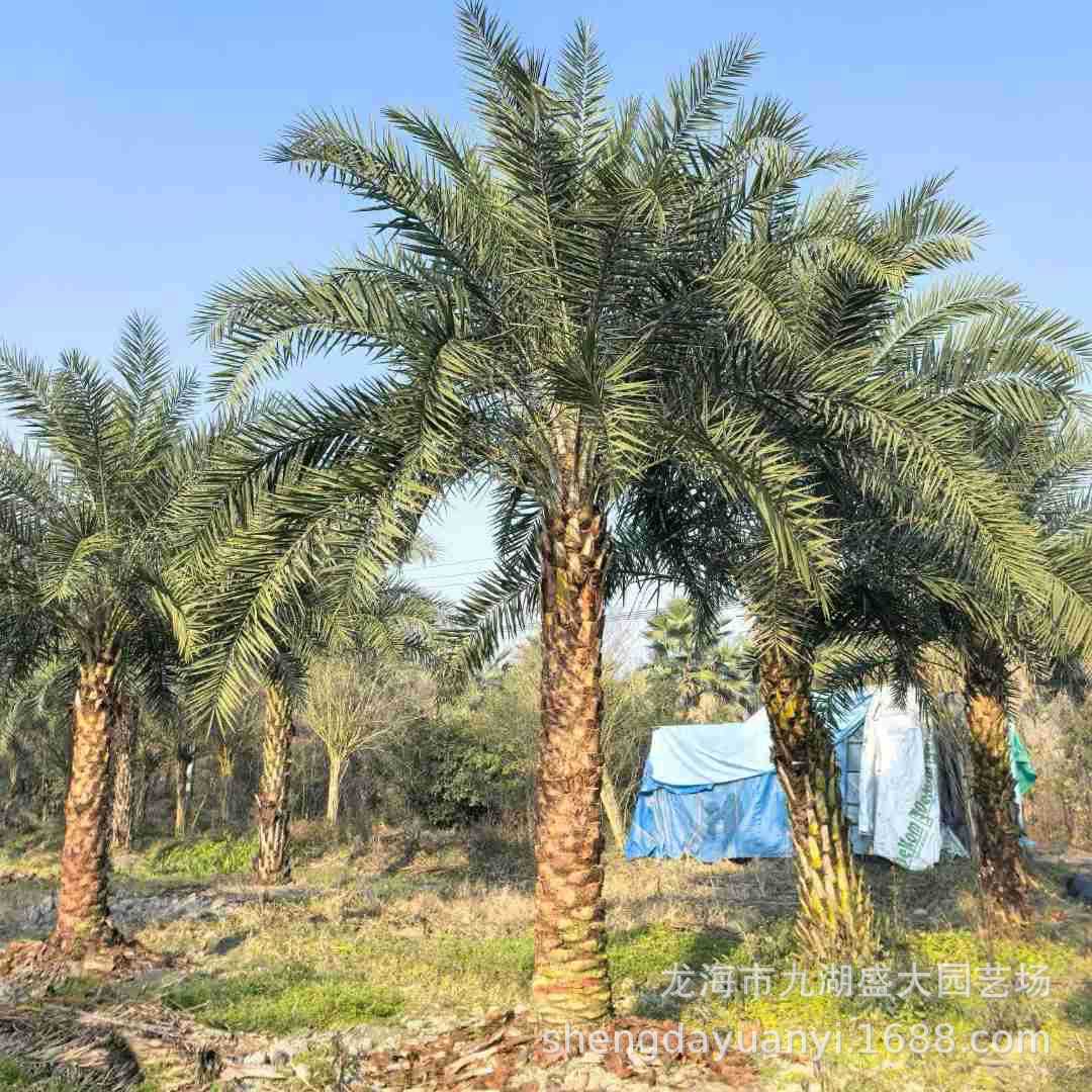 Fujian Yinhai Date Palm Prices Zhejiang Middle East Date Palm Wholesale Hunan Hubei Yinhai Date Palm Supply for Landscaping