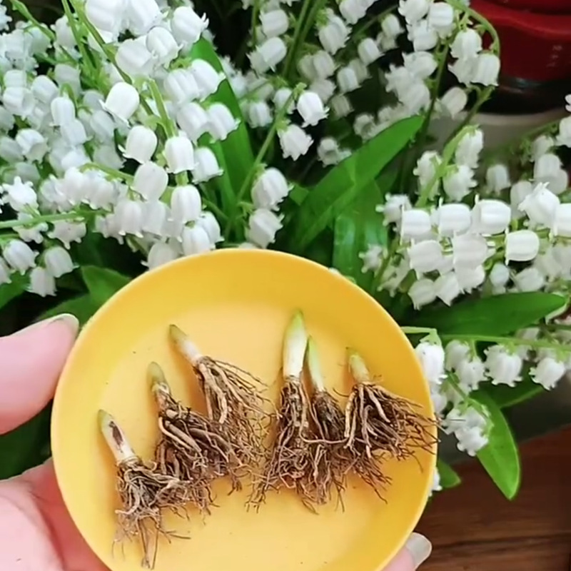 Саженцы ландыша с бутонами, цветут круглый год. Луковицы ландыша имеют сильный аромат и являются многолетними цветами для балконов.