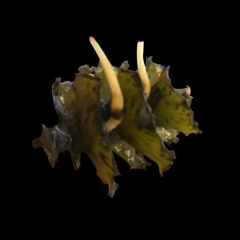 Aquatic Plant Seeds, Aquatic Grass, Water Plants for Planting, Stone Sprouts, Water Quality Purification, River Greening, Aquatic Plants, Aquatic Plant Seeds