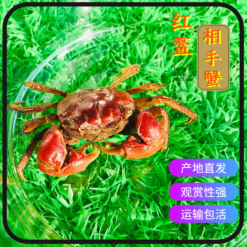 Hand crab living red Aoao ornamental crab pepper crab general crab Independent box packaging bag transportation risk large wholesale