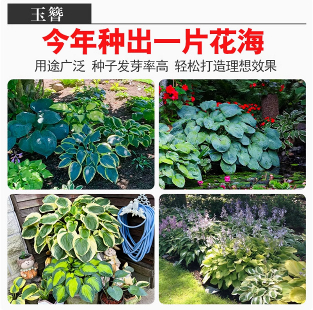 Hosta Flower Seeds Perennial Perennial Herb Florals Easy to Live in All Seasons White Calyx White Crane Flower Garden Potted Seeds