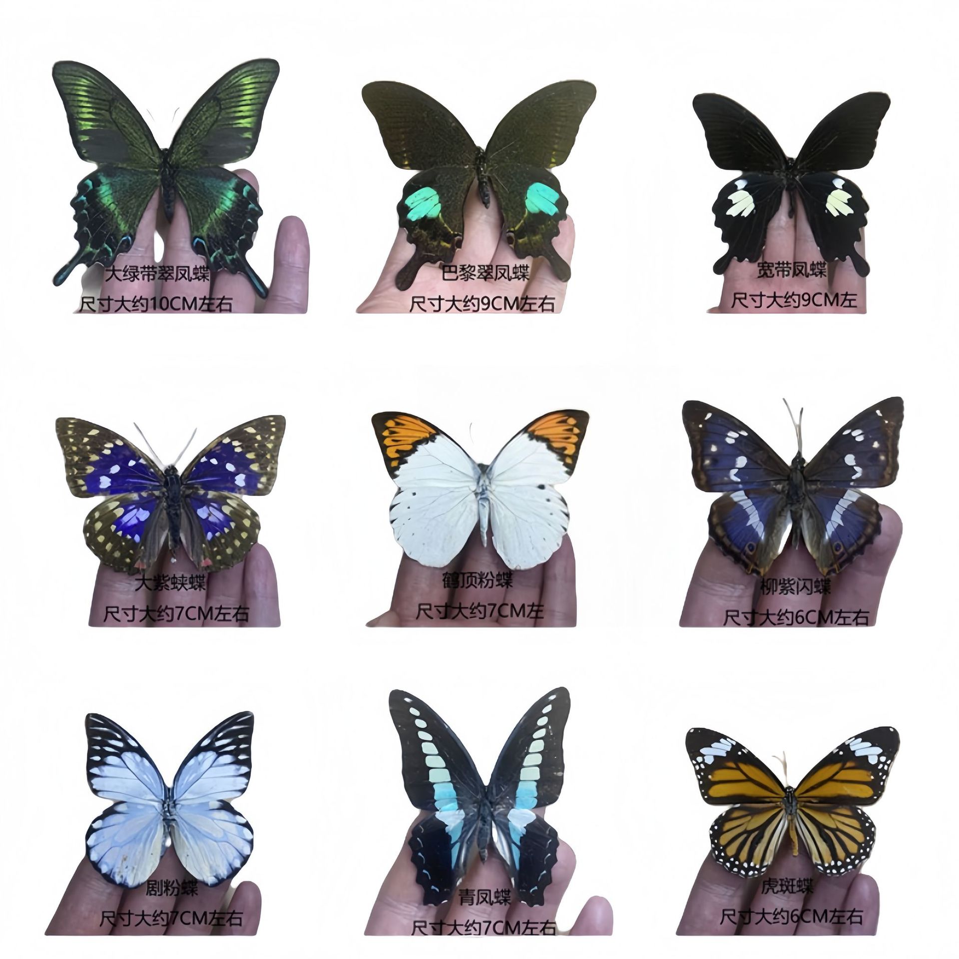 Прямые поставки из фабрики, реальные образцы крыльев бабочек, зеленый пояс, бабочка Цуй Фэн, насекомое, жук, обучение в детском саду, научные экспонаты