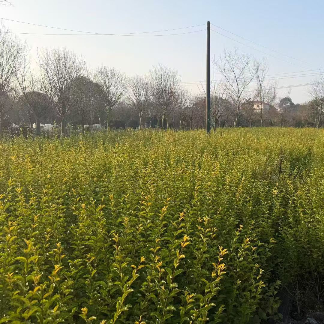 Golden Holly Cup Seedlings, Ground Seedlings, Golden Holly Green Hedge, Evergreen Landscaping Project, Municipal Seedlings, Height 20-40cm