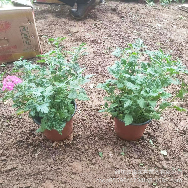 Landscaping Engineering Cup Seedlings of Beautiful Cherry Blossoms Wholesale Fine-Leafed Beautiful Cherry Blossoms Cup Seedlings Perennial Florals Large Pots of Beautiful Cherry Blossoms