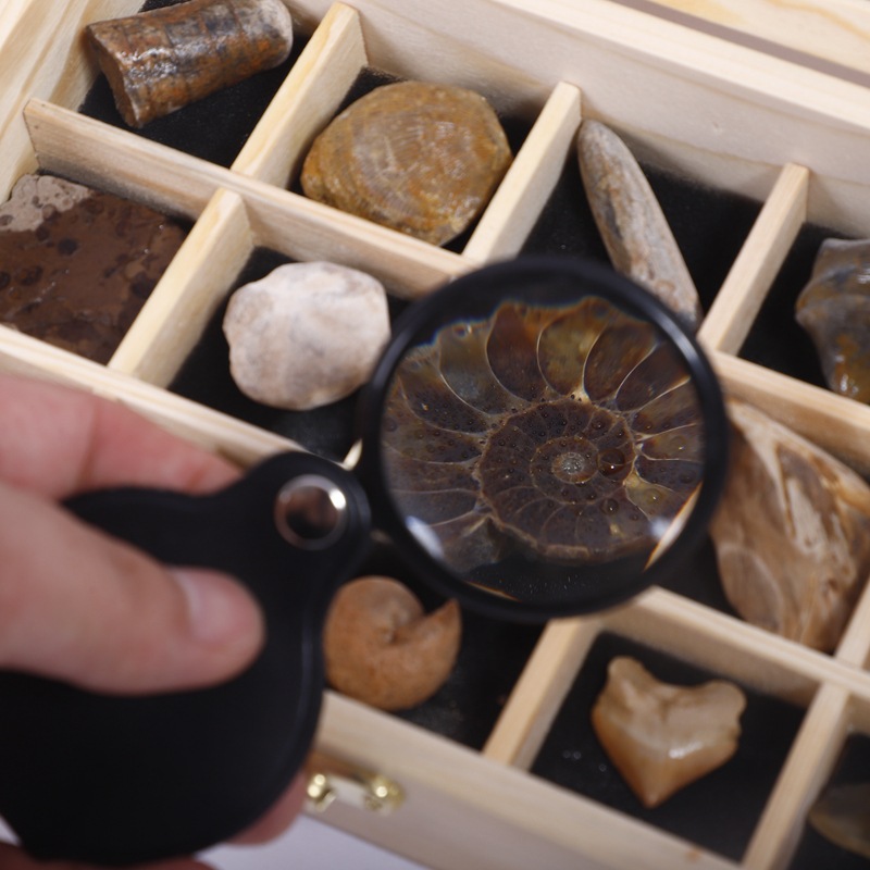 Ancient fossils understand the history of life gift box animal teeth chrysanthemum fossil specimen popular science collection gift box