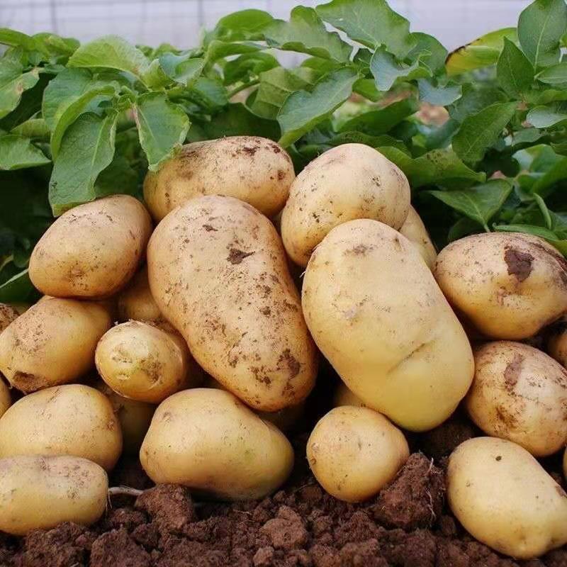 Potatoes Wholesale at Low Prices with Free Shipping 2.5kg White-Skinned High-Quality Vegetables, White-Fleshed Farm-Grown Freshly Harvested Potatoes