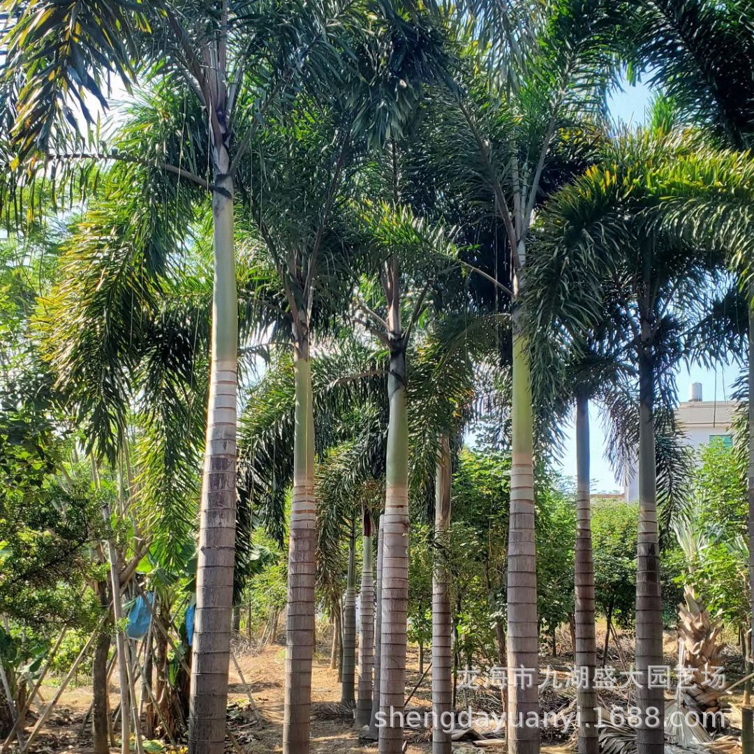 Fujian Fennel Coconut Base Zhejiang Fennel Coconut Price Northern Indoor Greenhouse Fennel Coconut Wholesale