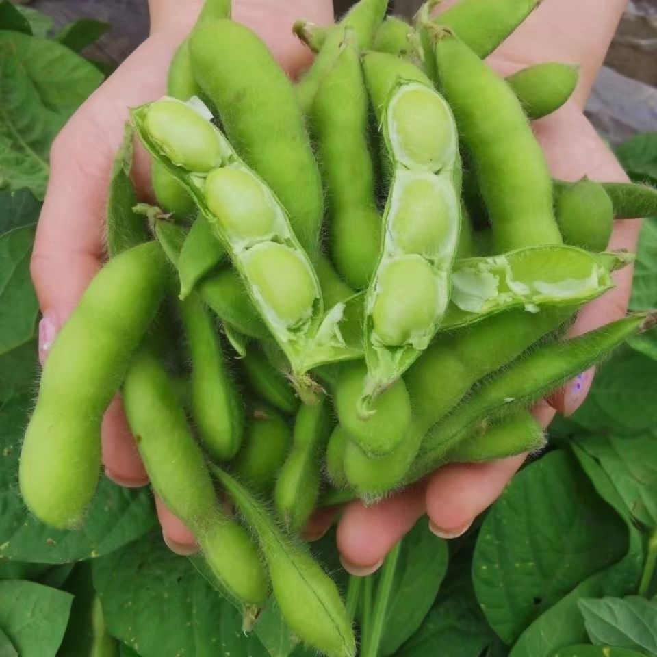 [Directly Shipped from the Place of Origin] Fresh Edamame in Shells, Raw Green Beans, Seasonal Vegetables, Raw Beans, Pods, Edamame, Fresh Soybeans