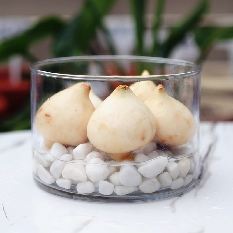 Tulip Bulb Seeds Soil Culture Hydroponic Package Winter Indoor Cold-Resistant Water Culture Potted Bulb Flower Hyacinth