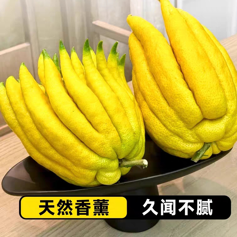 Freshly Picked Large Bergamot Fruits, Fresh Fruits for Ornamental and Edible Purposes, Sourced from Yunnan Peiqing for Natural Aromatherapy and Fragrance